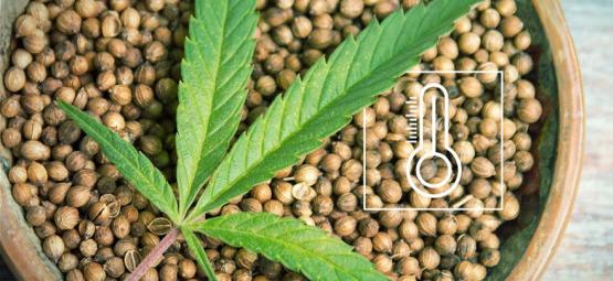 The Best Outdoor Cannabis Seeds Per Climate In Europe