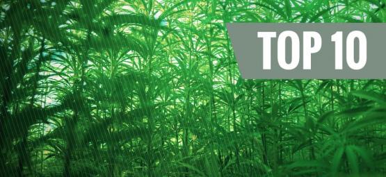 Top 10 Tallest Cannabis Strains