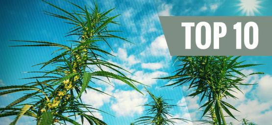 Top 10 High Yielding Feminized Cannabis Strains