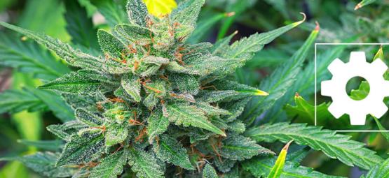 Are Autoflowering Cannabis Strains Less Potent Than Others?