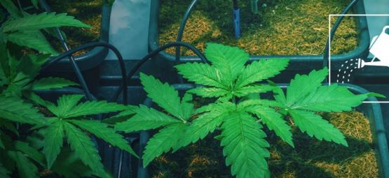 How To Water Cannabis Plants When You're Not At Home