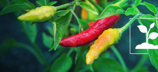 Cayenne Chilli hot Pepper VEGETABLE apx 140 Seeds spicy  pot growing 
