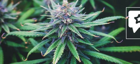 Do-Si-Dos Automatic: Cannabis Strain Review & Information