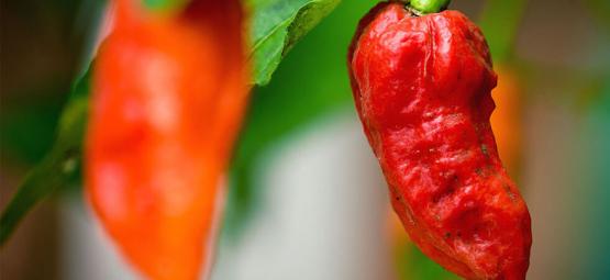 Hot Peppers And The Scoville Scale - Zamnesia