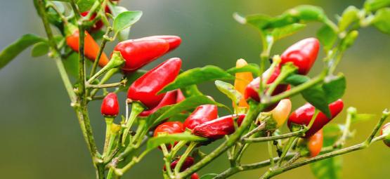 How To Grow Hot Peppers Outdoors