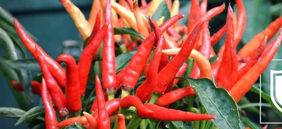 How To Harden Off Hot Pepper Plants 