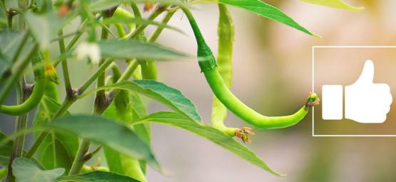 What Are The Benefits Of Hot Peppers? 