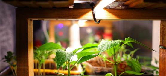 The Best Grow Lights For Hot Peppers 