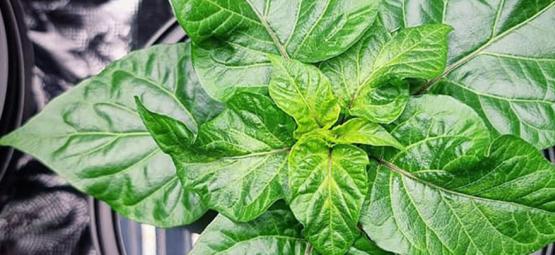 How To Grow Hot Peppers With Hydroponics 