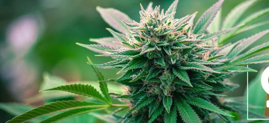 Top 10 Reasons To Grow Feminized Cannabis