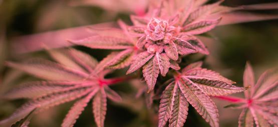 How To Fix Purple And Red Cannabis Stems