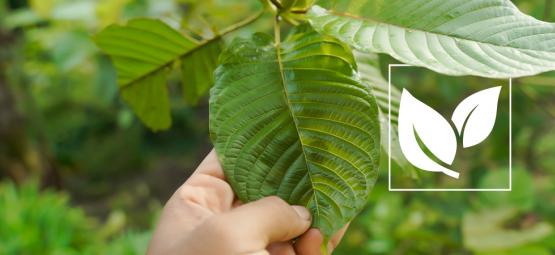 Everything You Need To Know About Kratom