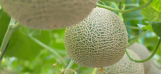 How To Grow Melons