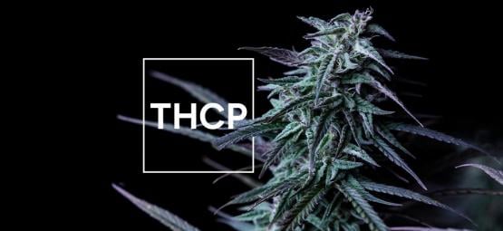 What You Need To Known About THCP