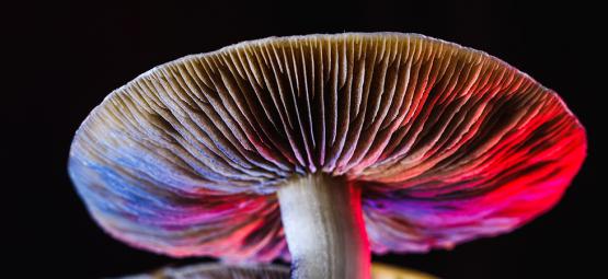 Everything About Psilocybe Cubensis