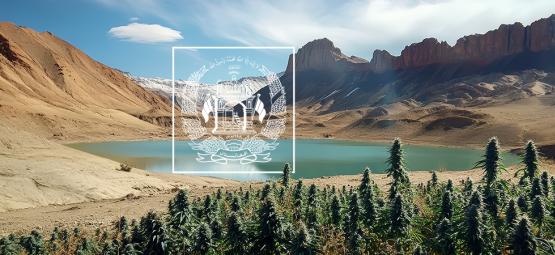 Past, Present, And Future Of Afghan Landrace Cannabis