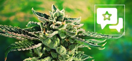 Blue Cheese: Cannabis Strain Review & Information
