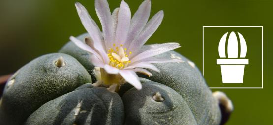 What is peyote and why do people use it?