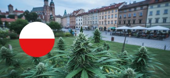 Best strains to grow outdoors in poland