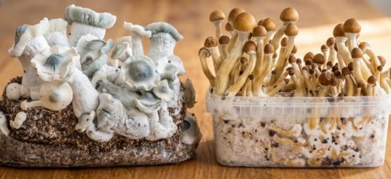 Magic Mushroom Grow Kits vs. Ready-2-Grow Bags