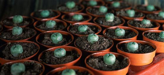The Long-Term Effects of Peyote Use on the Brain