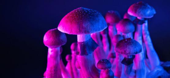 Magic Mushrooms And The Hyper-Connected Brain