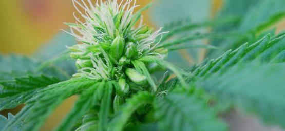 Spotting Male And Hermaphrodite Cannabis Plants Early