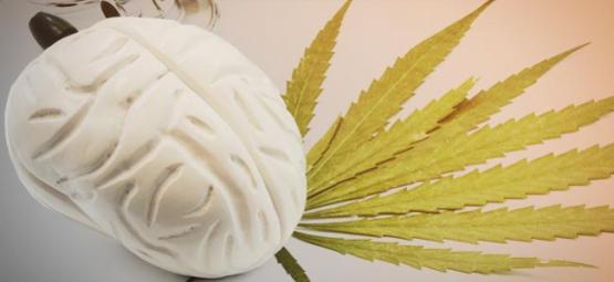 What Cannabis Does To Your Brain