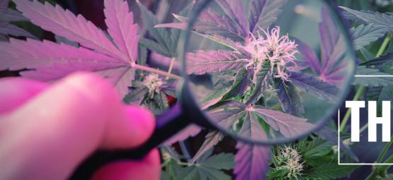 How To Boost THC With UV Light