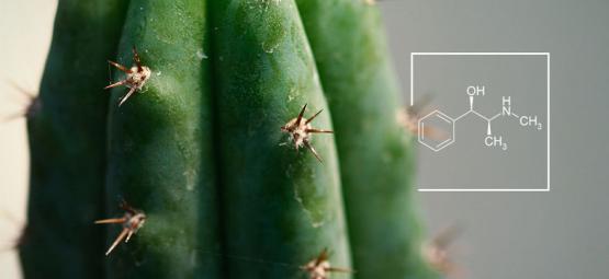 How To Increase Alkaloid Levels In Mescaline Cacti