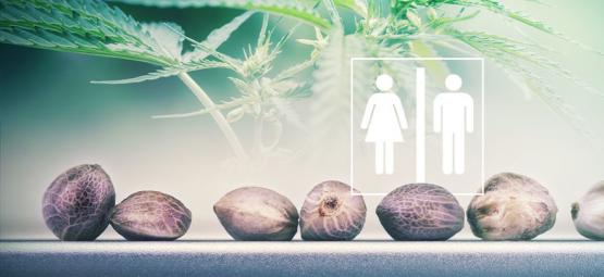 Can You Tell The Sex Of Cannabis Seeds?
