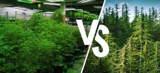 Growing Indoors Vs. Outdoors: The Pros And Cons