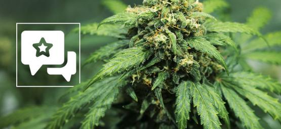 Strain Review: Royal Dwarf