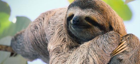 The Secret Behind Spaced-Out Sloths: A Valium-Like Fungus