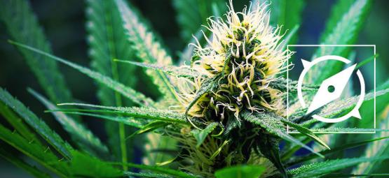 The Origins Of OG Kush Cannabis