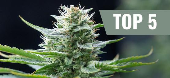 Top 5 Sativa Cannabis Strains For 2025