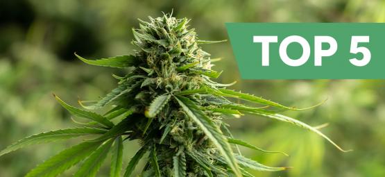Top 5 high-CBD cannabis strains