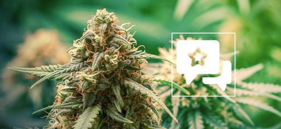 Master Kush: Cannabis Strain Review & Information