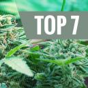 7 Der Häufigen Ursachen, Die Deine Cannabispflanze Stressen 