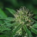 Sortenrezension: Sensi Skunk 