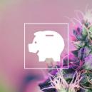 Wie Man Günstig Weed Anbaut