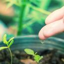 Welches Ist Das Beste Wasser Für Cannabispflanzen? 