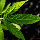 Humin- und Fulvinsäuren: Was Sie Sind Und Wie Man Sie Benutzt