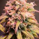 Sorten-Rezension: Shining Silver Haze von Royal Queen Seeds