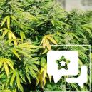 Sortenrezension: Critical Kush 