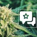 Sorten-Rezension: Blueberry Automatic (Zamnesia Seeds)