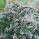 Bio Knospen - Cannabis im Zuchtraum aufziehen