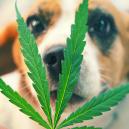 Was Zu Tun Ist Falls Dein Haustier Dein Weed Isst