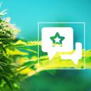 Sortenrezension: Power Flower Von Royal Queen Seeds