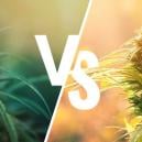 Der Unterschied Zwischen Hanf Und Cannabis 